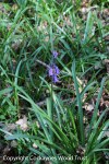 Bluebell, Hyacinthoides non_scripta, Cockaynes